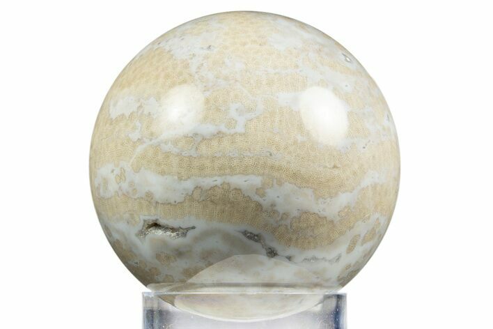 Polished Agatized Fossil Coral Sphere - Indonesia #311529